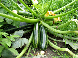 growing  courgettes  in ireland  wexford krhara couegettes recipes growing gradening tips vegetables healthy living active retired gardening  tips wexford ireland rosslare