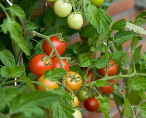 krhara kilrane rosslare harbour active retired association growing tomato gardening vegetables eating healthy